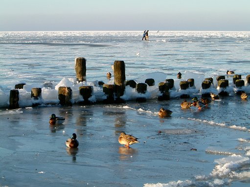 Enten am Winterstrand